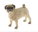 Pug