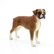 Pug